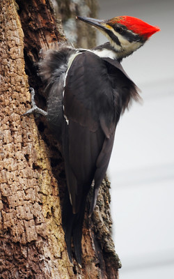 The Rise of the Pileated Woodpecker - Lake-Cook Audubon